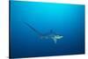 pelagic thresher shark swimming in open ocean, philippines-david fleetham-Stretched Canvas