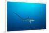 pelagic thresher shark swimming in open ocean, philippines-david fleetham-Framed Photographic Print