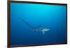 pelagic thresher shark swimming in open ocean, philippines-david fleetham-Framed Photographic Print