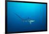 pelagic thresher shark swimming in open ocean, philippines-david fleetham-Framed Photographic Print