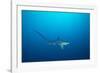 pelagic thresher shark swimming in open ocean, philippines-david fleetham-Framed Photographic Print