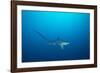 pelagic thresher shark swimming in open ocean, philippines-david fleetham-Framed Photographic Print