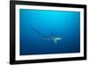 pelagic thresher shark swimming in open ocean, philippines-david fleetham-Framed Photographic Print