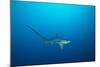 pelagic thresher shark swimming in open ocean, philippines-david fleetham-Mounted Photographic Print
