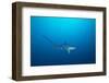 pelagic thresher shark swimming in open ocean, philippines-david fleetham-Framed Photographic Print