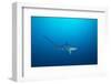 pelagic thresher shark swimming in open ocean, philippines-david fleetham-Framed Photographic Print