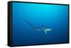 pelagic thresher shark swimming in open ocean, philippines-david fleetham-Framed Stretched Canvas