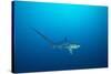 pelagic thresher shark swimming in open ocean, philippines-david fleetham-Stretched Canvas