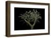 Pelargonium Crithmifolium (Samphire Leafed Geranium)-Paul Starosta-Framed Photographic Print