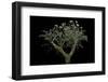 Pelargonium Crithmifolium (Samphire Leafed Geranium)-Paul Starosta-Framed Photographic Print