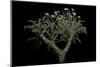 Pelargonium Crithmifolium (Samphire Leafed Geranium)-Paul Starosta-Mounted Photographic Print