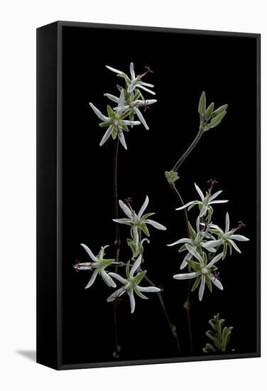 Pelargonium Dasyphyllum-Paul Starosta-Framed Stretched Canvas