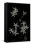 Pelargonium Dasyphyllum-Paul Starosta-Framed Stretched Canvas
