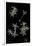 Pelargonium Dasyphyllum-Paul Starosta-Framed Photographic Print