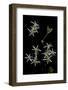 Pelargonium Dasyphyllum-Paul Starosta-Framed Photographic Print