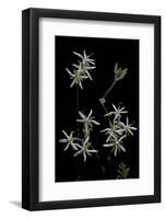 Pelargonium Dasyphyllum-Paul Starosta-Framed Photographic Print