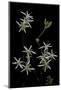 Pelargonium Dasyphyllum-Paul Starosta-Mounted Photographic Print