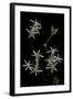Pelargonium Dasyphyllum-Paul Starosta-Framed Photographic Print