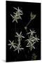 Pelargonium Dasyphyllum-Paul Starosta-Mounted Photographic Print