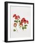 Pelargonium Geranium-Sally Crosthwaite-Framed Giclee Print