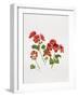 Pelargonium Geranium-Sally Crosthwaite-Framed Giclee Print