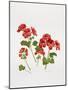 Pelargonium Geranium-Sally Crosthwaite-Mounted Giclee Print