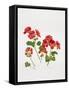 Pelargonium Geranium-Sally Crosthwaite-Framed Stretched Canvas