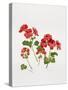 Pelargonium Geranium-Sally Crosthwaite-Stretched Canvas