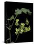 Pelargonium Gibbosum (Knotted Geranium)-Paul Starosta-Stretched Canvas