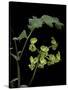 Pelargonium Gibbosum (Knotted Geranium)-Paul Starosta-Stretched Canvas