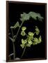 Pelargonium Gibbosum (Knotted Geranium)-Paul Starosta-Framed Photographic Print