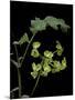 Pelargonium Gibbosum (Knotted Geranium)-Paul Starosta-Mounted Photographic Print