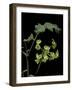 Pelargonium Gibbosum (Knotted Geranium)-Paul Starosta-Framed Photographic Print