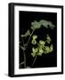 Pelargonium Gibbosum (Knotted Geranium)-Paul Starosta-Framed Photographic Print