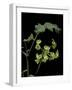 Pelargonium Gibbosum (Knotted Geranium)-Paul Starosta-Framed Photographic Print