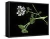 Pelargonium Inodorum (Scentless Geranium)-Paul Starosta-Framed Stretched Canvas