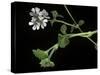 Pelargonium Inodorum (Scentless Geranium)-Paul Starosta-Stretched Canvas