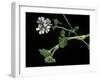 Pelargonium Inodorum (Scentless Geranium)-Paul Starosta-Framed Photographic Print