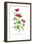 Pelargonium Lady Mary Fox-H.g. Moon-Framed Art Print