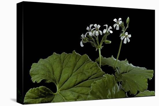 Pelargonium Odoratissimum (Apple Geranium)-Paul Starosta-Stretched Canvas