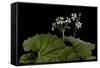 Pelargonium Odoratissimum (Apple Geranium)-Paul Starosta-Framed Stretched Canvas