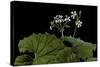 Pelargonium Odoratissimum (Apple Geranium)-Paul Starosta-Stretched Canvas