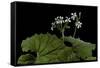 Pelargonium Odoratissimum (Apple Geranium)-Paul Starosta-Framed Stretched Canvas