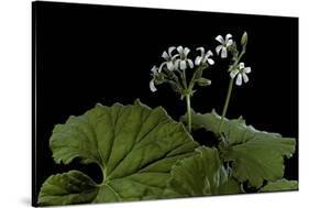 Pelargonium Odoratissimum (Apple Geranium)-Paul Starosta-Stretched Canvas