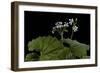 Pelargonium Odoratissimum (Apple Geranium)-Paul Starosta-Framed Photographic Print