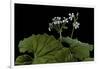 Pelargonium Odoratissimum (Apple Geranium)-Paul Starosta-Framed Photographic Print