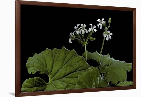 Pelargonium Odoratissimum (Apple Geranium)-Paul Starosta-Framed Photographic Print