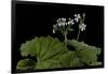 Pelargonium Odoratissimum (Apple Geranium)-Paul Starosta-Framed Photographic Print