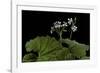 Pelargonium Odoratissimum (Apple Geranium)-Paul Starosta-Framed Photographic Print