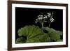 Pelargonium Odoratissimum (Apple Geranium)-Paul Starosta-Framed Photographic Print